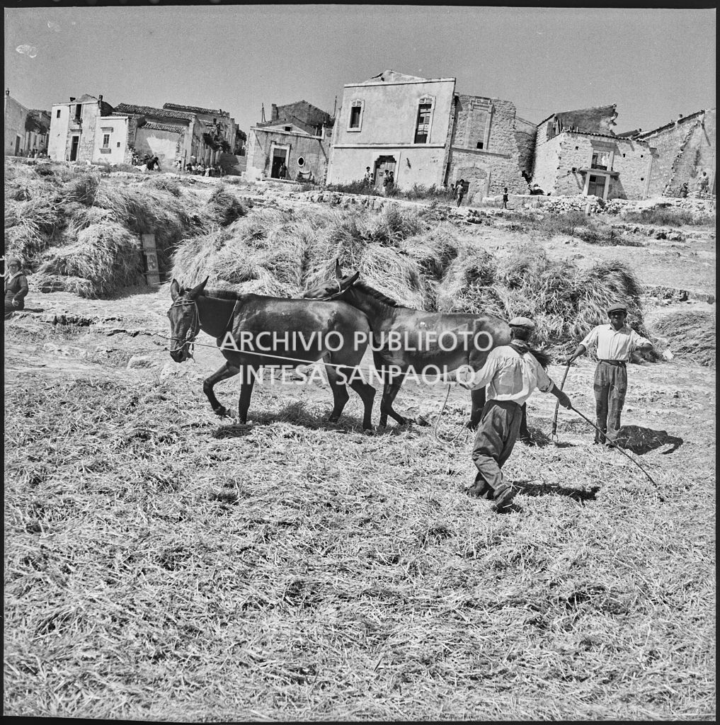 Cavalli per la battitura delle spighe dopo la mietitura a Palma di Montichiaro<br>221885