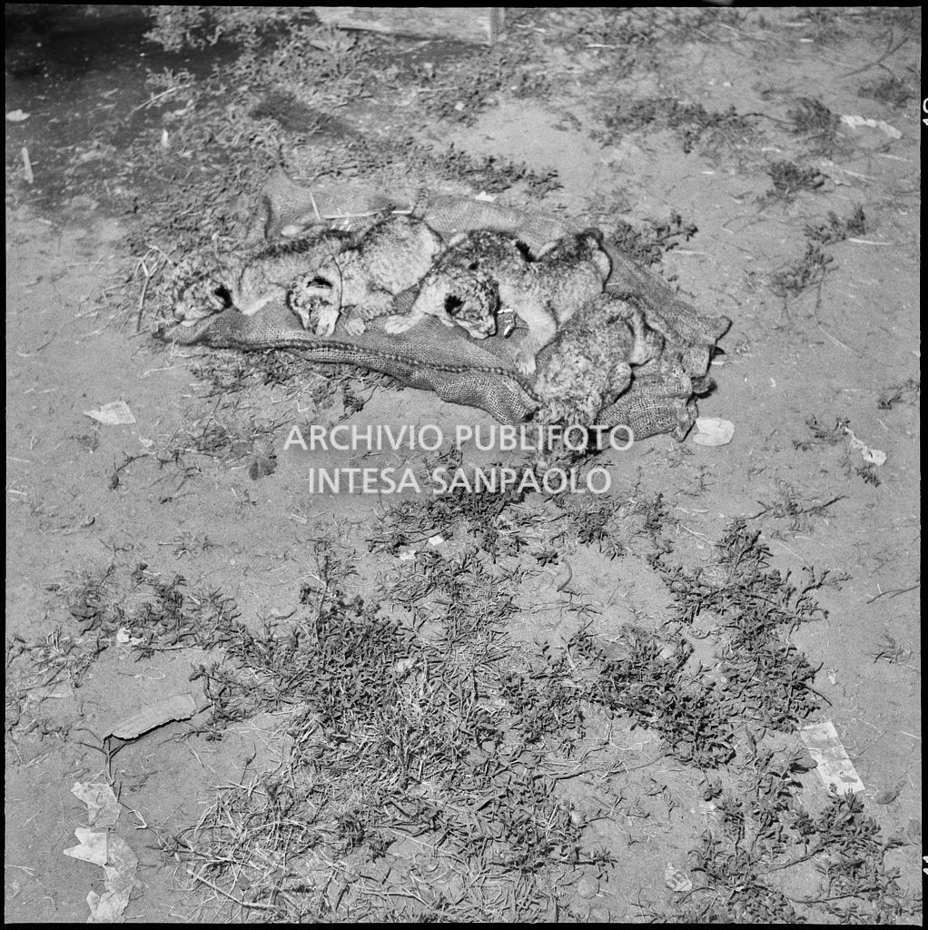 Cinque cuccioli di leone appena partoriti da una leonessa del Circo Orfei<br>222061