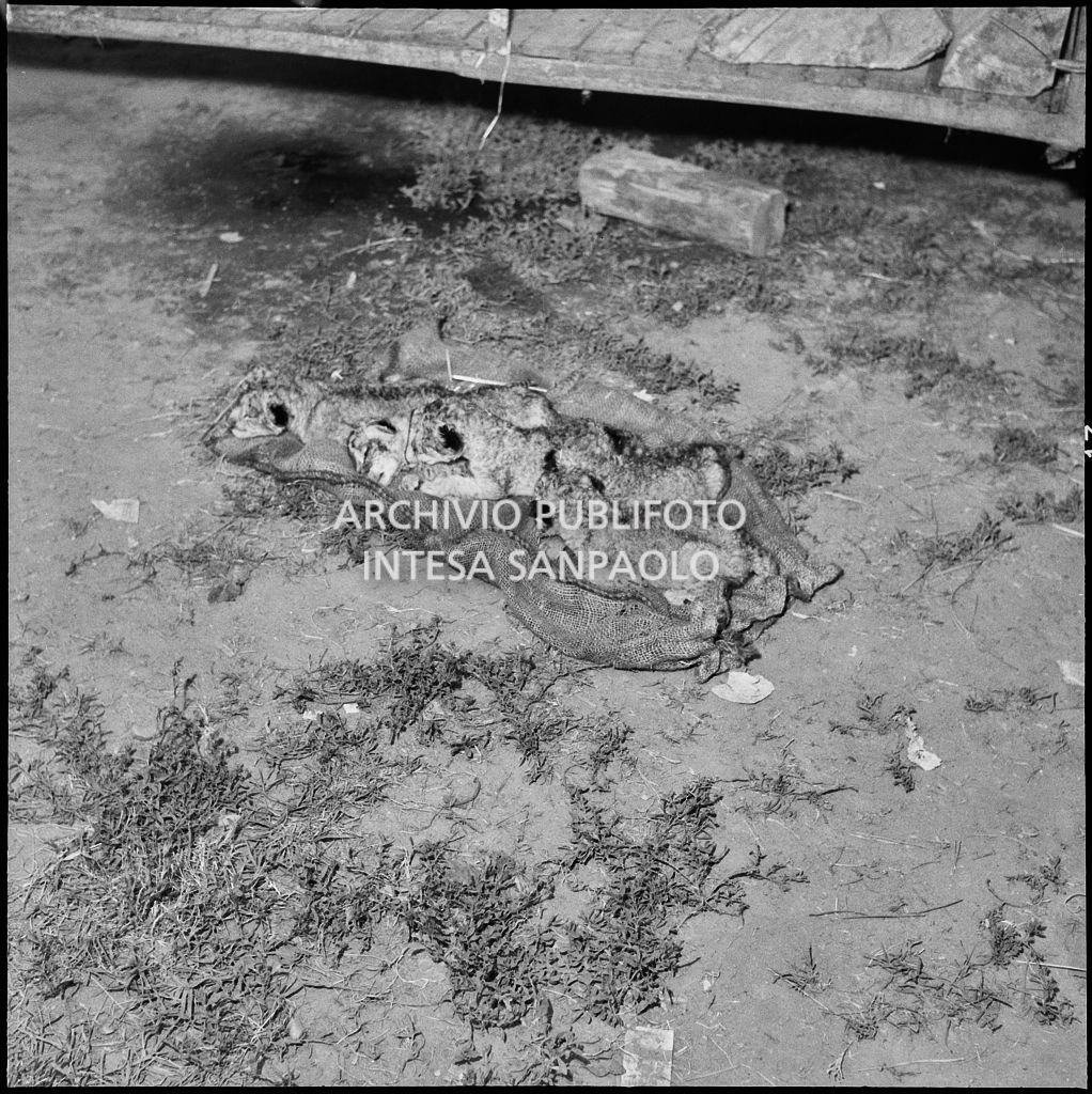 Cinque cuccioli di leone appena partoriti da una leonessa del Circo Orfei<br>222064