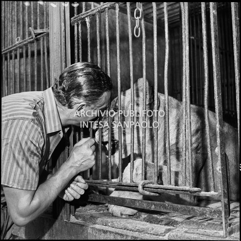 Il domatore del Circo Orfei Emile Maustié vicino alla leonessa durante il parto<br>222065