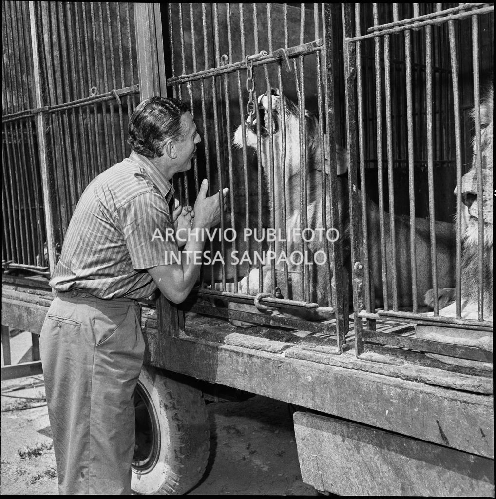 Il domatore del Circo Orfei Emile Maustié vicino alla leonessa durante il parto<br>222066