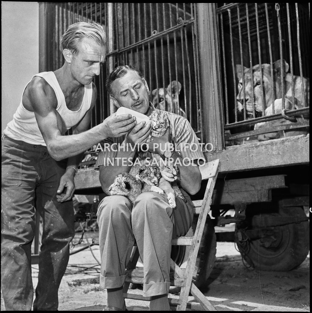 Il domatore del Circo Orfei Emile Maustié seduto davanti alla gabbia dei leoni sfama i cinque cuccioli appena partoriti<br>222067