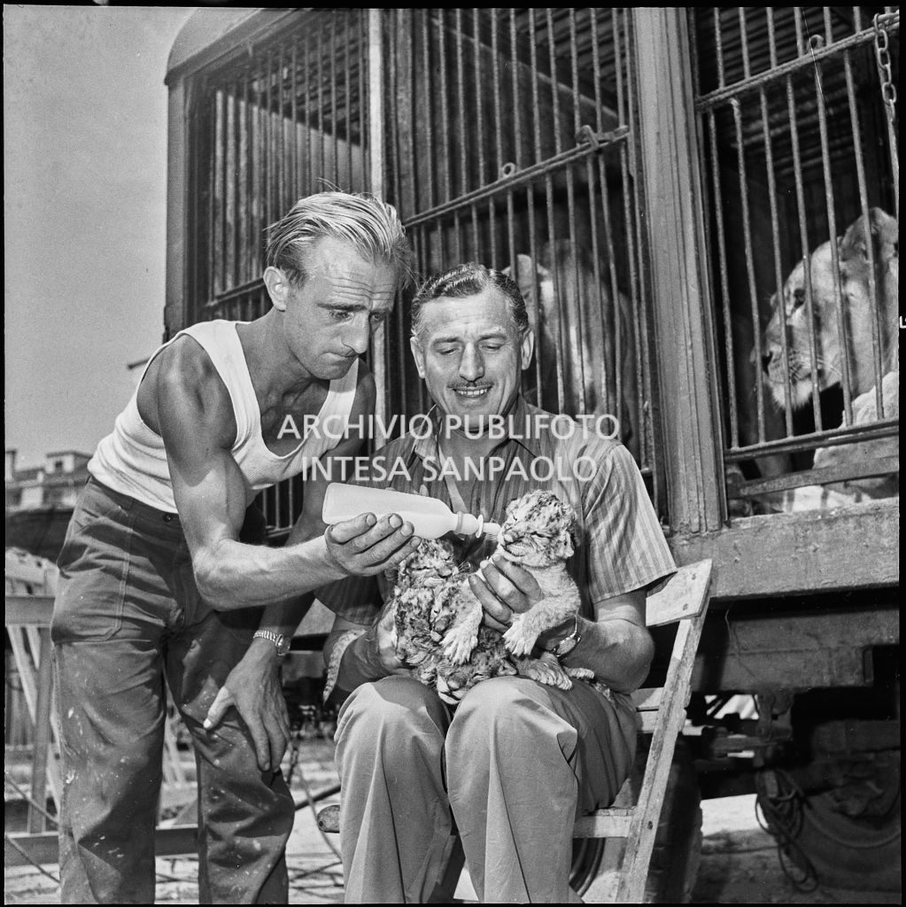 Il domatore del Circo Orfei Emile Maustié seduto davanti alla gabbia dei leoni sfama i cinque cuccioli appena partoriti<br>222069