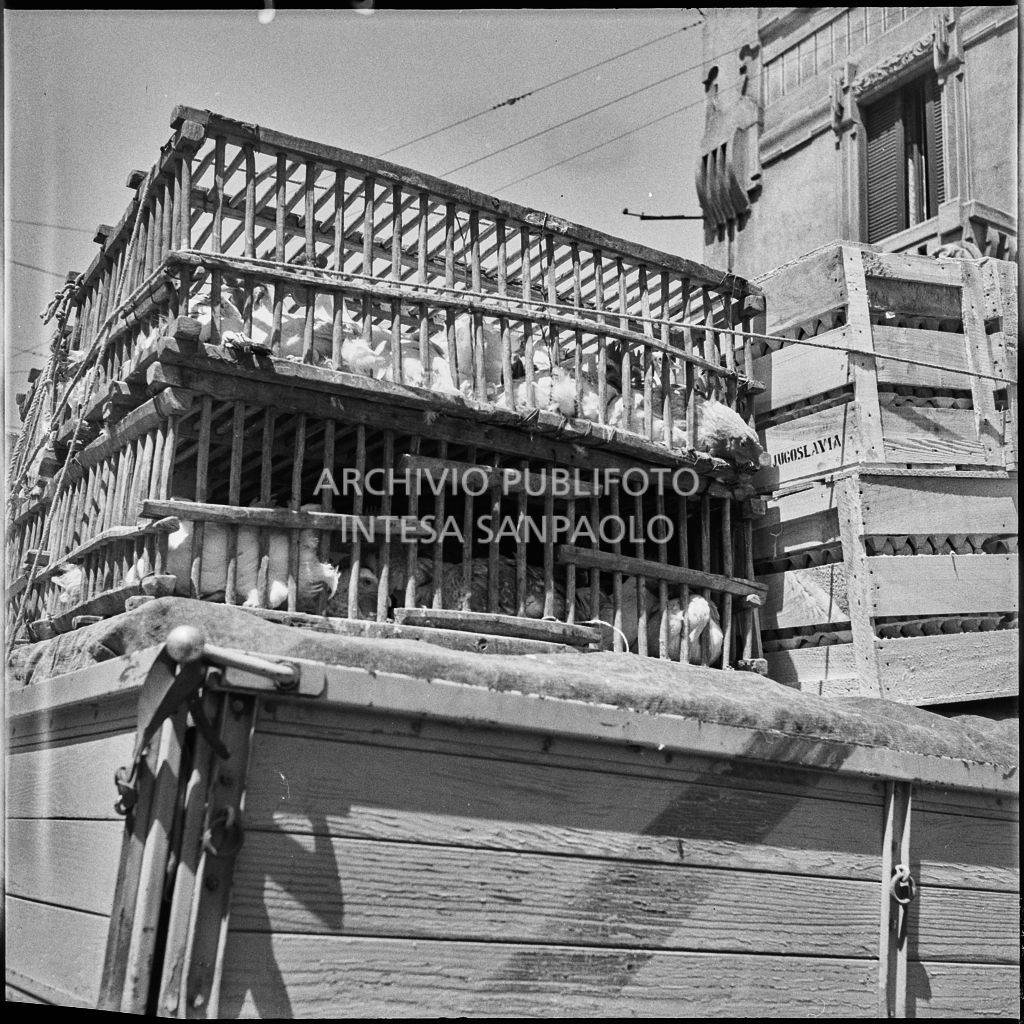 Gabbie con galline su un autocarro<br>222097