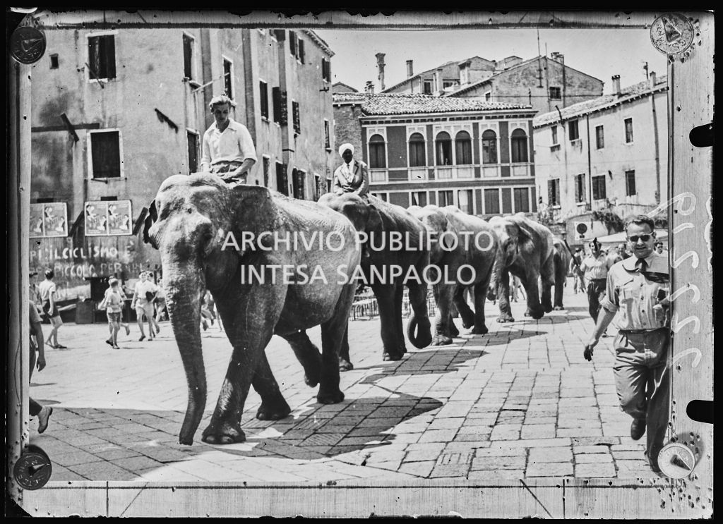 Gli elefanti del Circo Togni sfilano per le vie di Venezia<br>222219