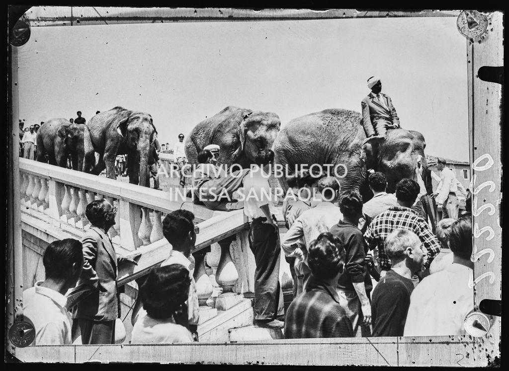 Gli elefanti del Circo Togni sfilano per le vie di Venezia<br>222220