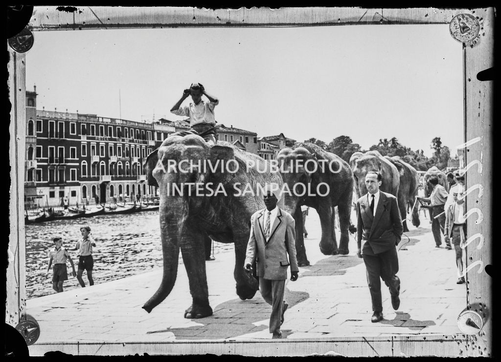Gli elefanti del Circo Togni sfilano per le vie di Venezia<br>222221