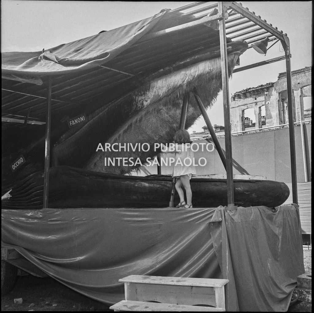 Una bambina osserva la balena Goliath esposta a Milano nel 1954<br>222897