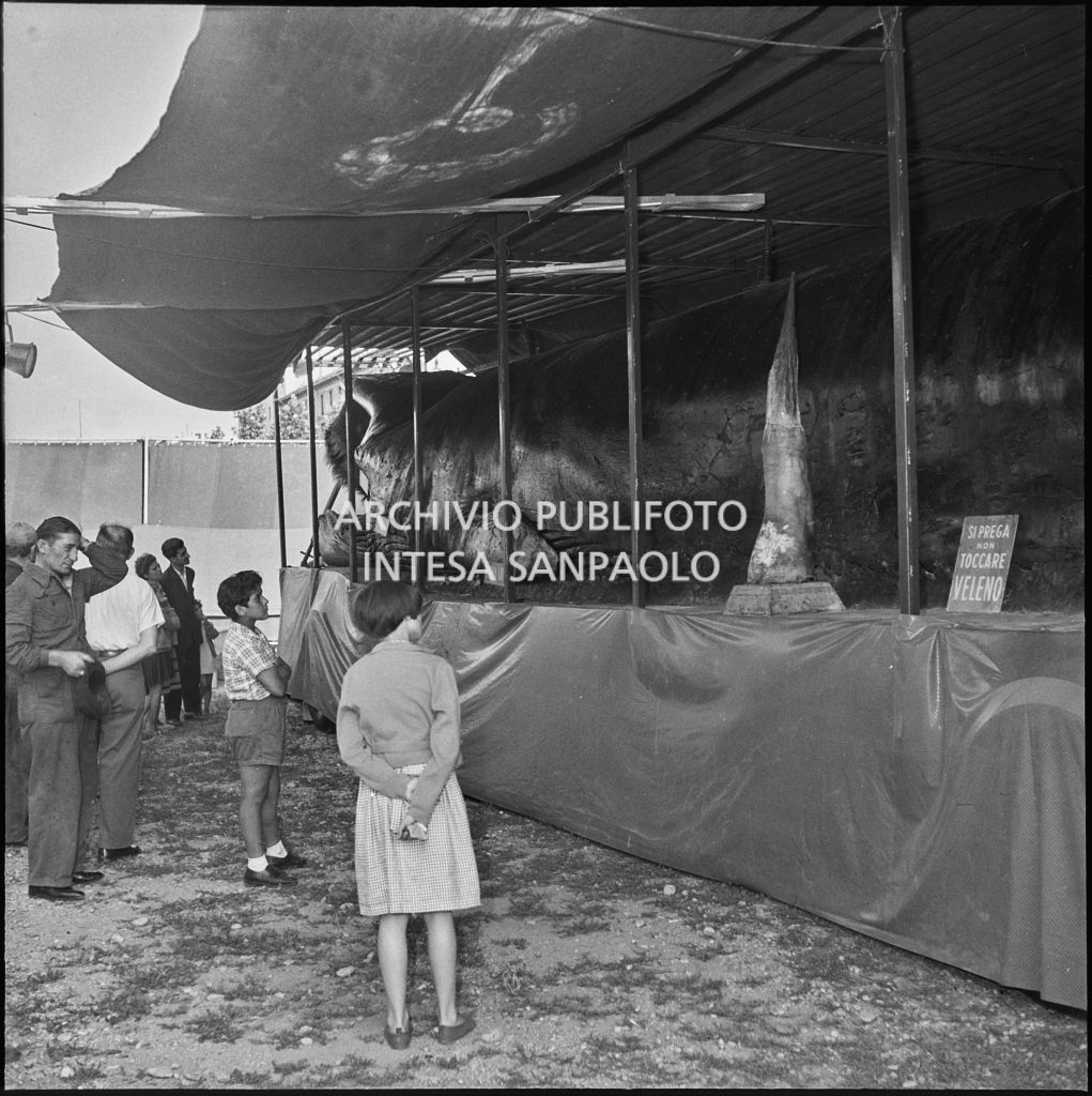 Alcuni curiosi osservano la balena Goliath esposta a Milano nel 1954<br>222900