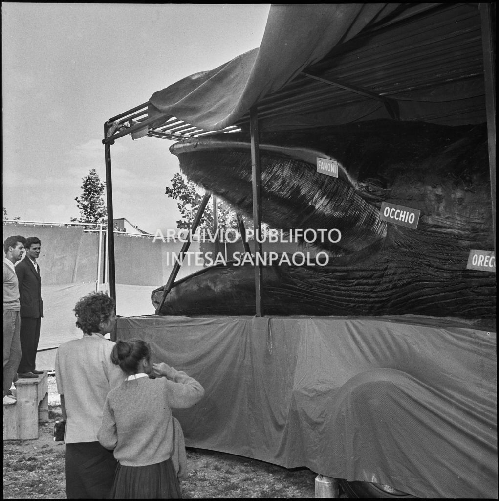Alcuni curiosi osservano la balena Goliath esposta a Milano nel 1954<br>222902