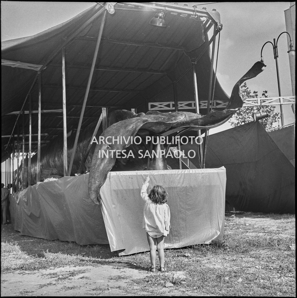 Una bambina osserva la coda della balena Goliath esposta a Milano nel 1954<br>222903