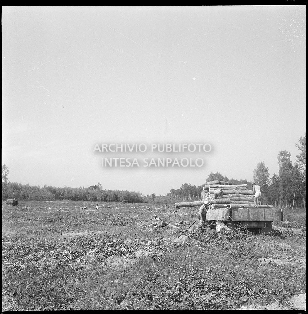 Scarico tronchi d'albero da un autocarro nel cantiere per la costruzione del ponte dell'Autostrada del Sole, sul fiume Po, nei pressi di Mortizza<br>383234