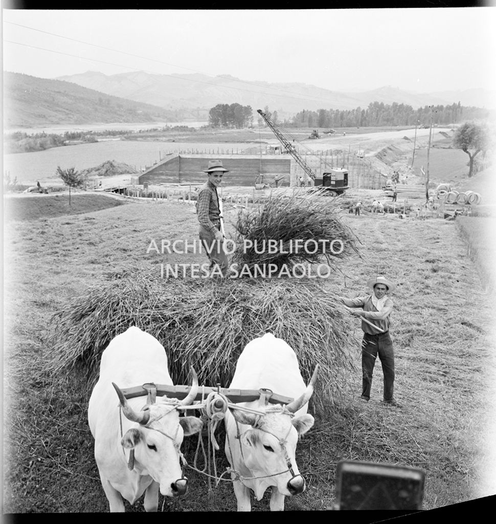 Agricoltori con buoi al lavoro a ridosso del cantiere di costruzione dell'Autostrada del Sole, tratta Casalecchio di Reno-Sasso Marconi<br>383300