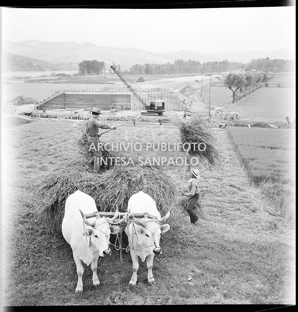 Agricoltori con buoi al lavoro a ridosso del cantiere di costruzione dell'Autostrada del Sole, tratta Casalecchio di Reno-Sasso Marconi