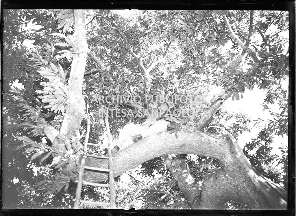 Militare appostato su un albero nei pressi di Abbadia San Salvatore nei giorni successivi alla tentata insurrezione e all'uccisione di due ufficiali di polizia, dopo l'attentato a Palmiro Togliatti<br>42105