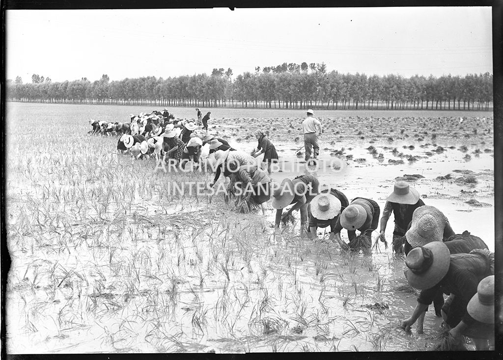 Mondine al lavoro in risaia<br>4504