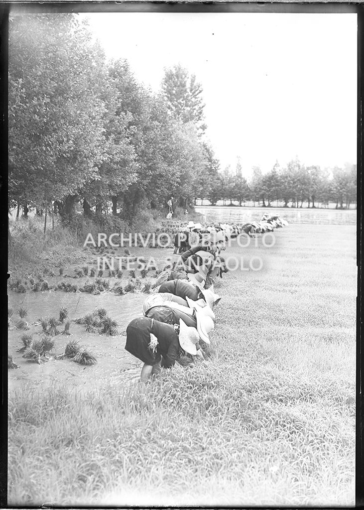 Mondine al lavoro in risaia<br>4505