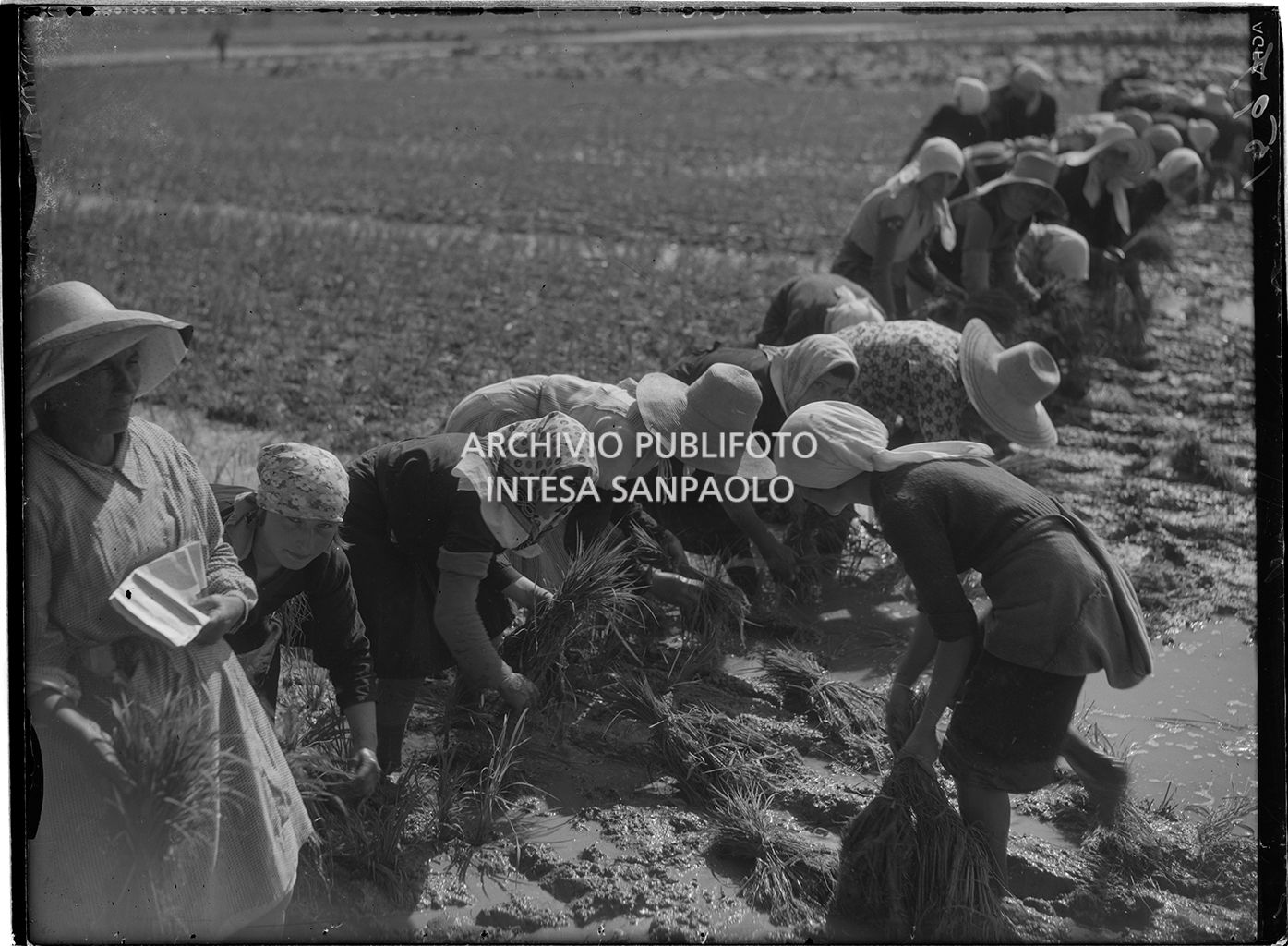 Mondine al lavoro in risaia