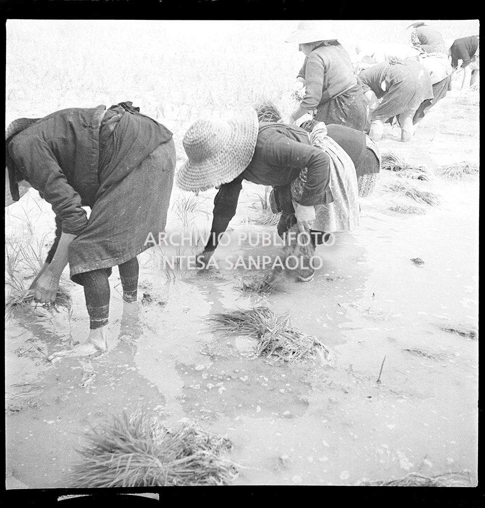 Mondine al lavoro in risaia<br>4511