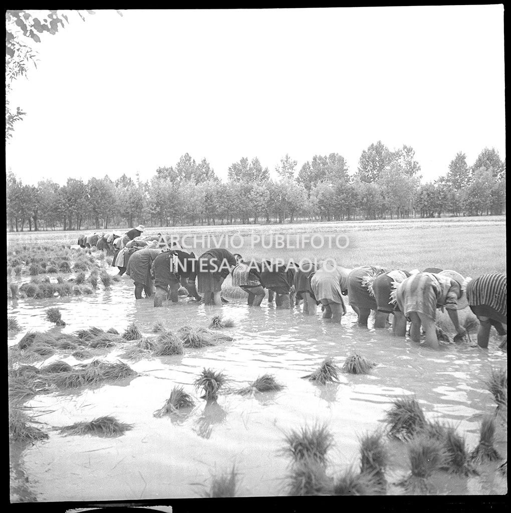 Mondine al lavoro in risaia<br>4512