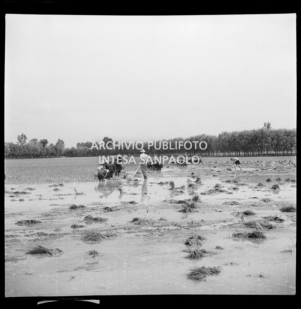 Mondine al lavoro in risaia<br>4514