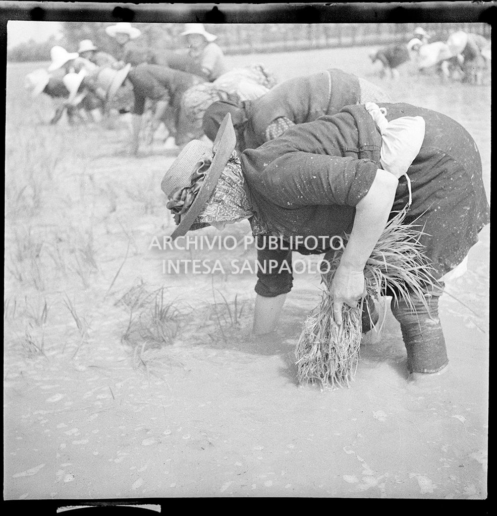 Mondine al lavoro in risaia