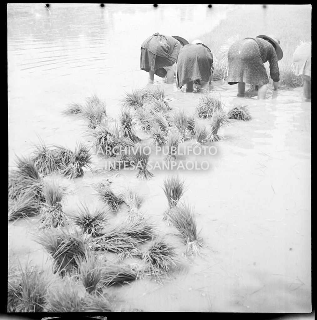 Mondine al lavoro in risaia<br>4517