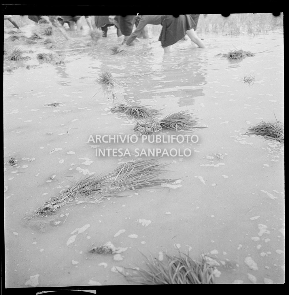 Mondine al lavoro in risaia<br>4518
