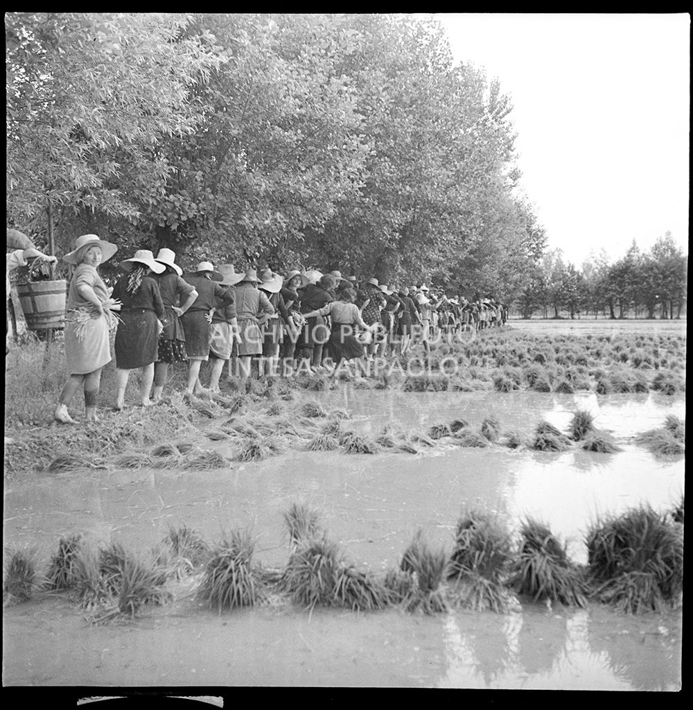 Mondine al lavoro in risaia<br>4519