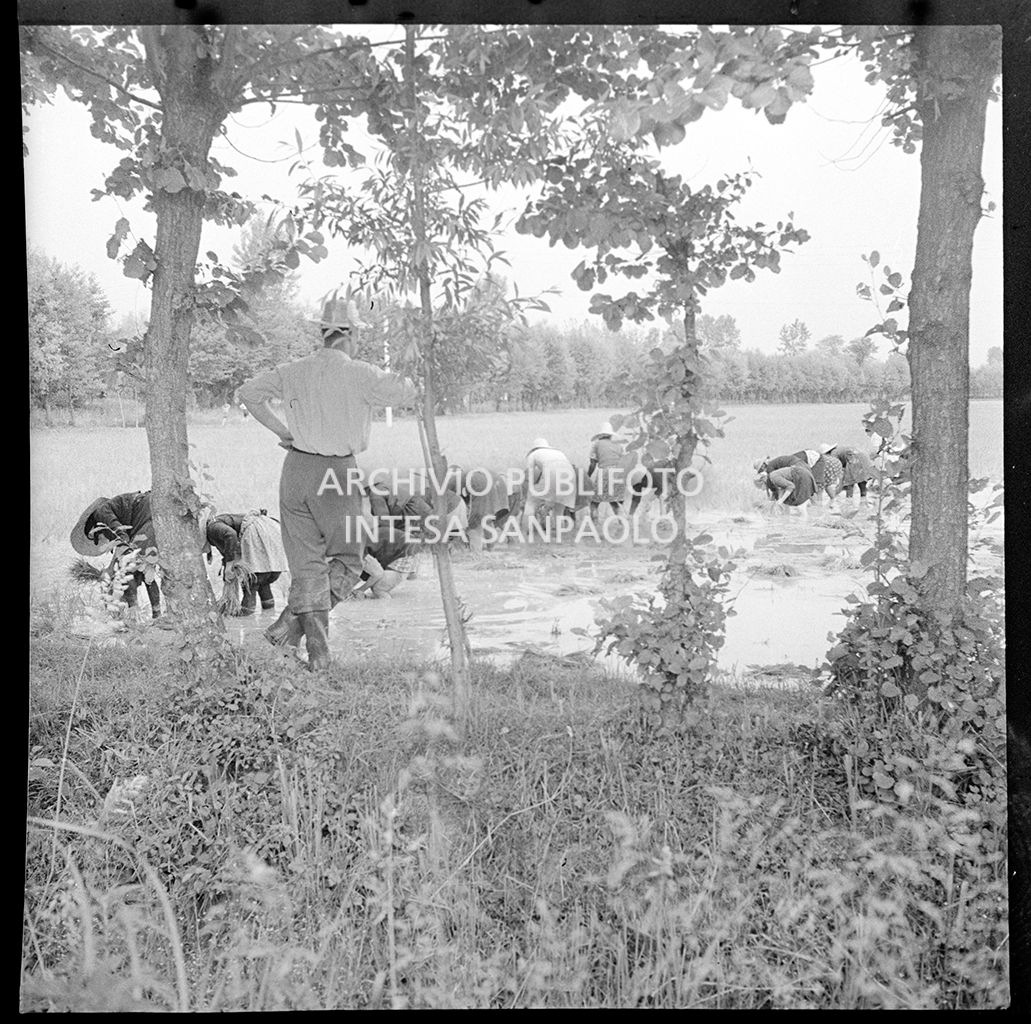 Mondine al lavoro in risaia sotto lo sguardo del fattore