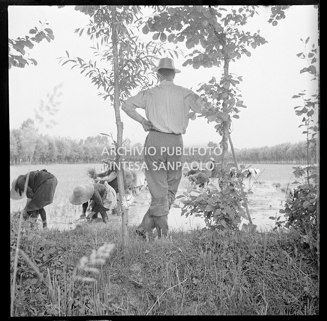 Mondine al lavoro in risaia sotto lo sguardo del fattore