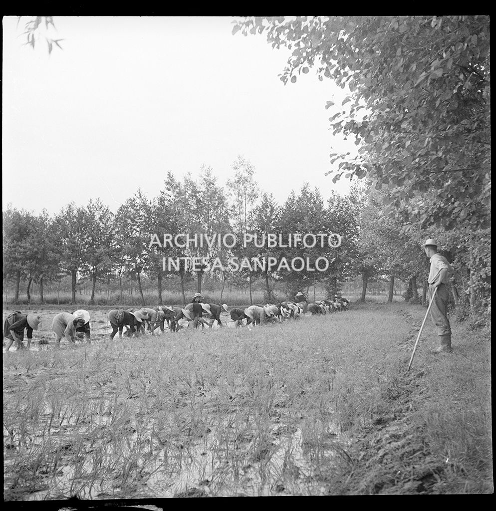 Mondine al lavoro in risaia sotto lo sguardo del fattore<br>4524