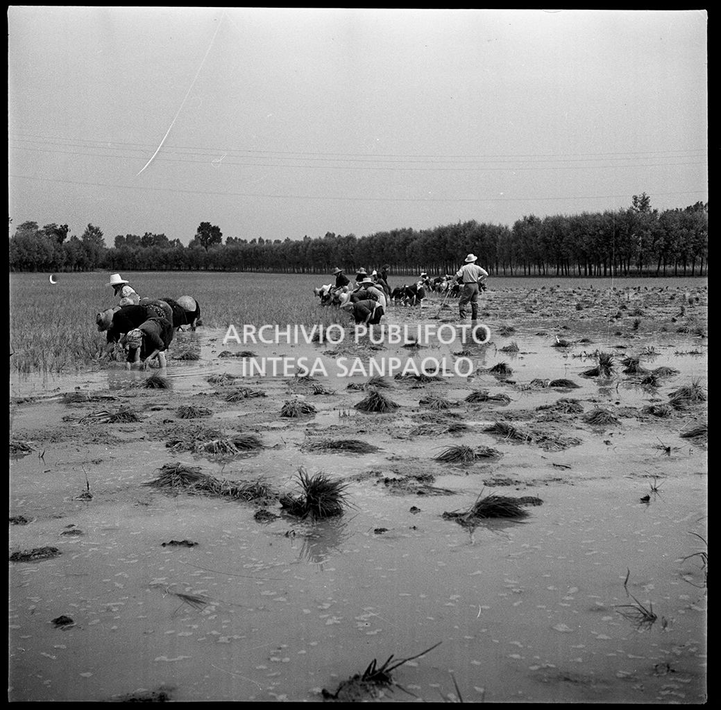 Mondine al lavoro in risaia sotto lo sguardo del fattore<br>4526