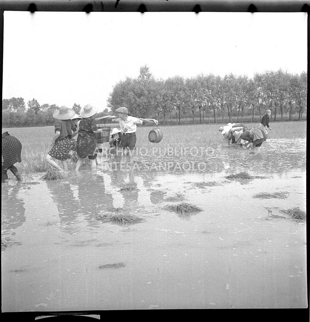 Mondine al lavoro in risaia<br>4527