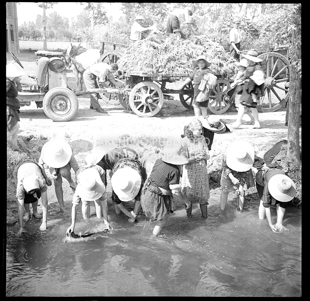 Mondine al lavoro<br>4528