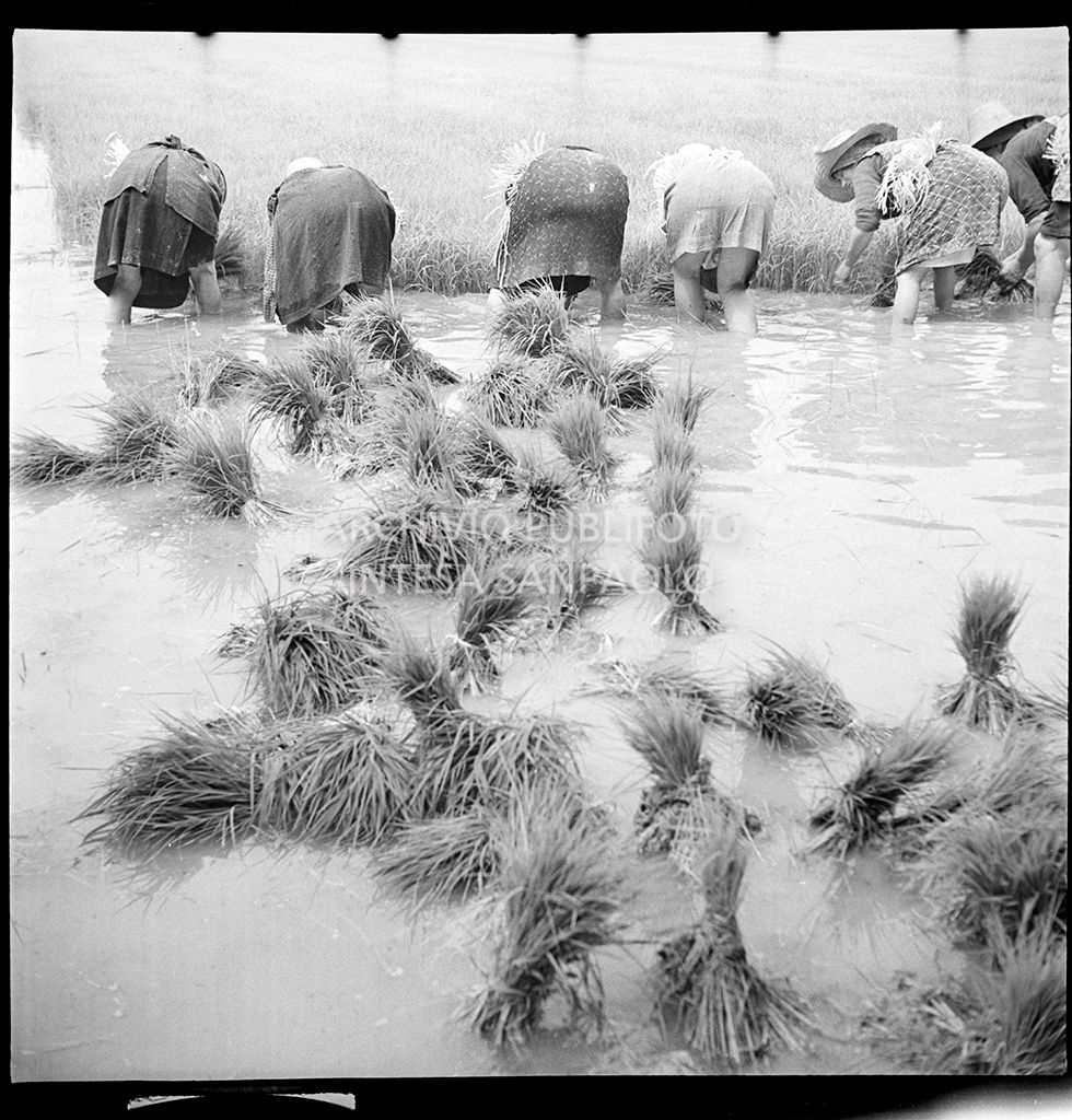 Mondine al lavoro<br>4529