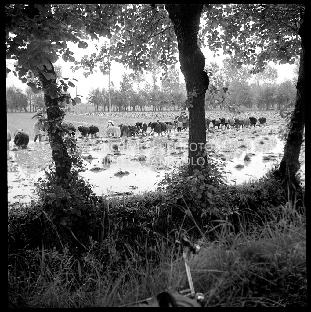 Mondine al lavoro in risaia<br>4531