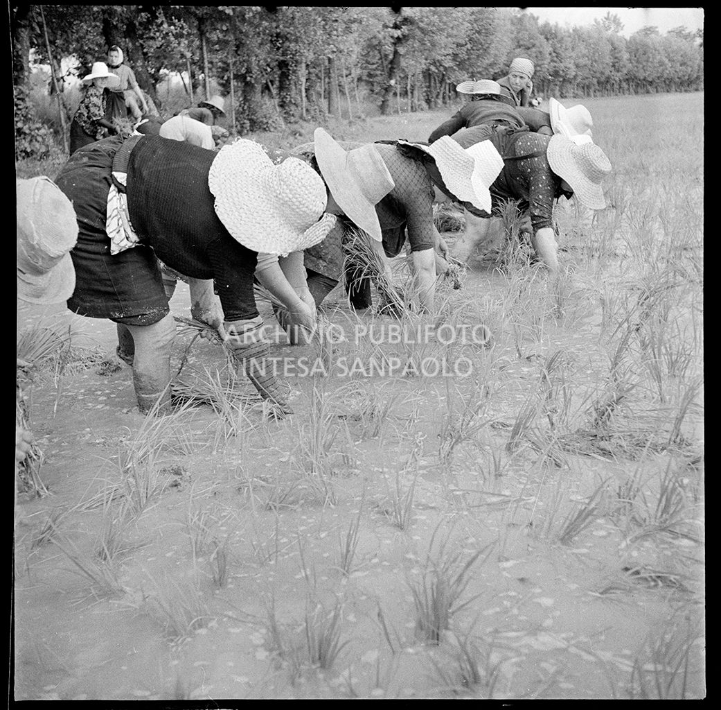 Mondine al lavoro in risaia<br>4532