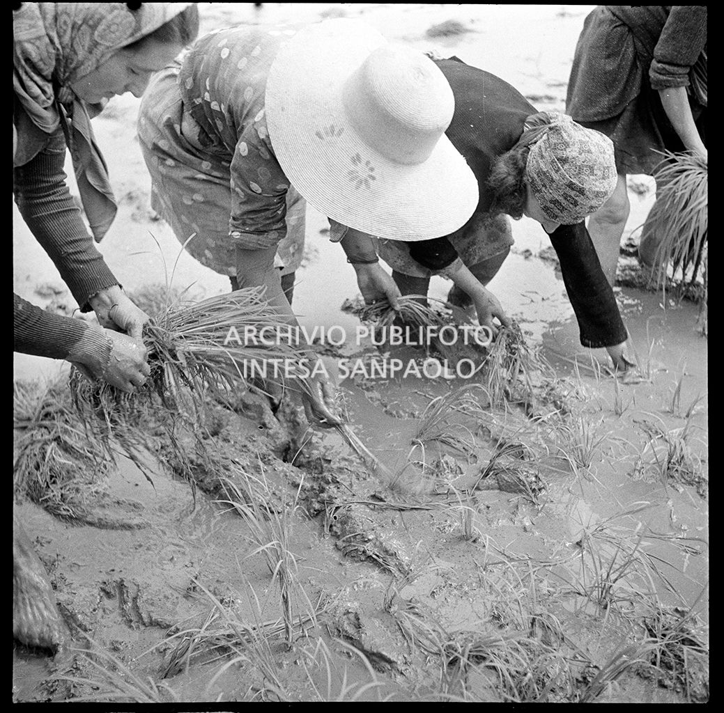 Mondine al lavoro in risaia<br>4533