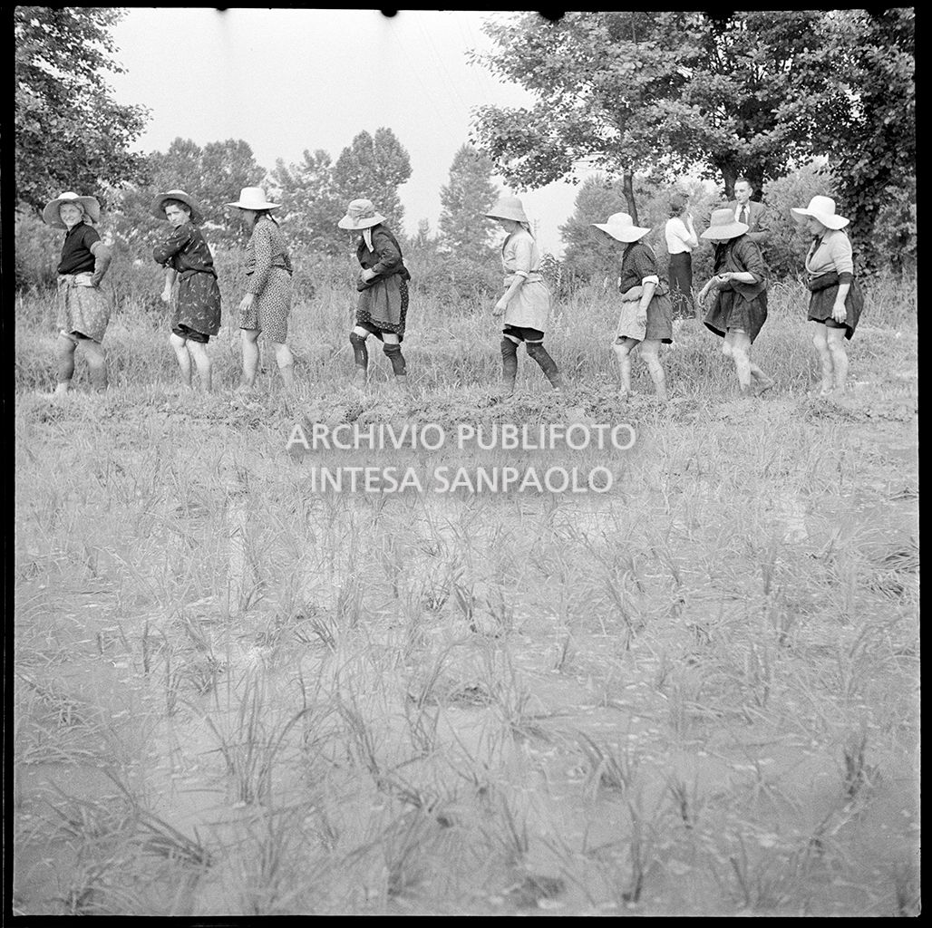 Mondine al lavoro in risaia<br>4534