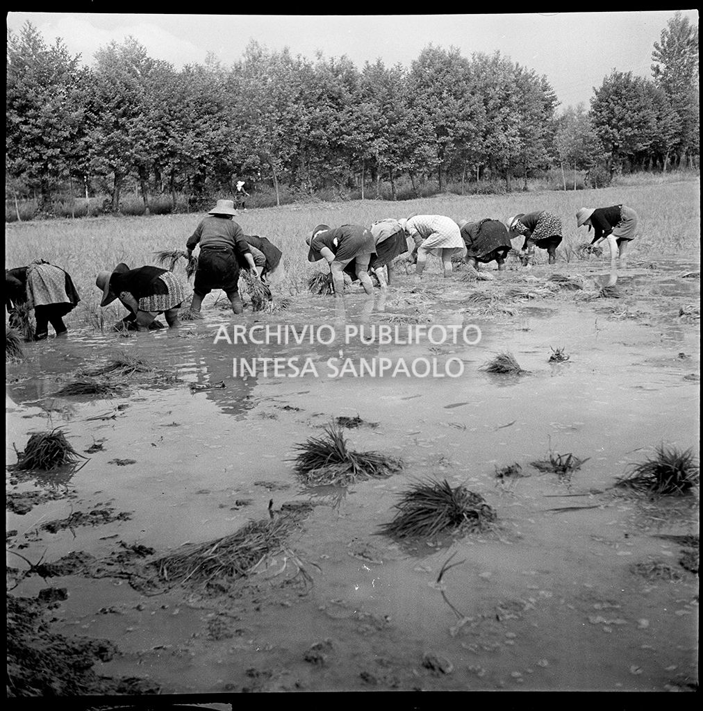 Mondine al lavoro in risaia<br>4535