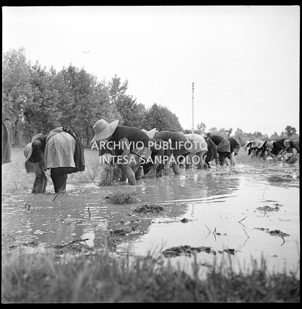 Mondine al lavoro in risaia<br>4536