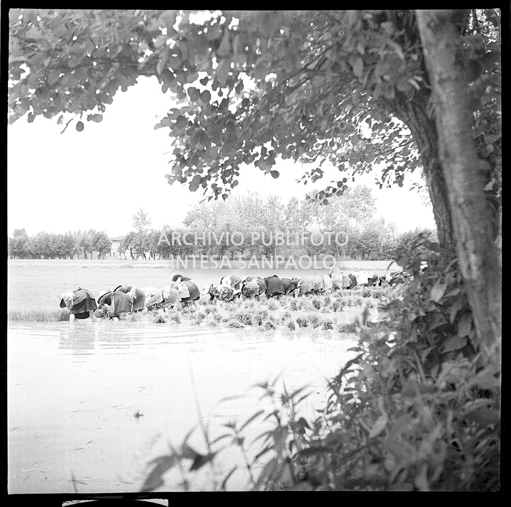 Mondine al lavoro in risaia<br>4537