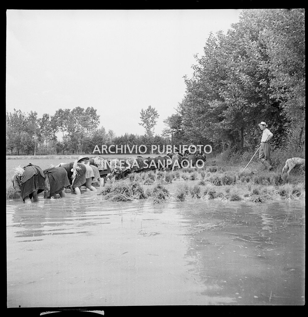 Mondine al lavoro in risaia sotto lo sguardo del fattore<br>4538