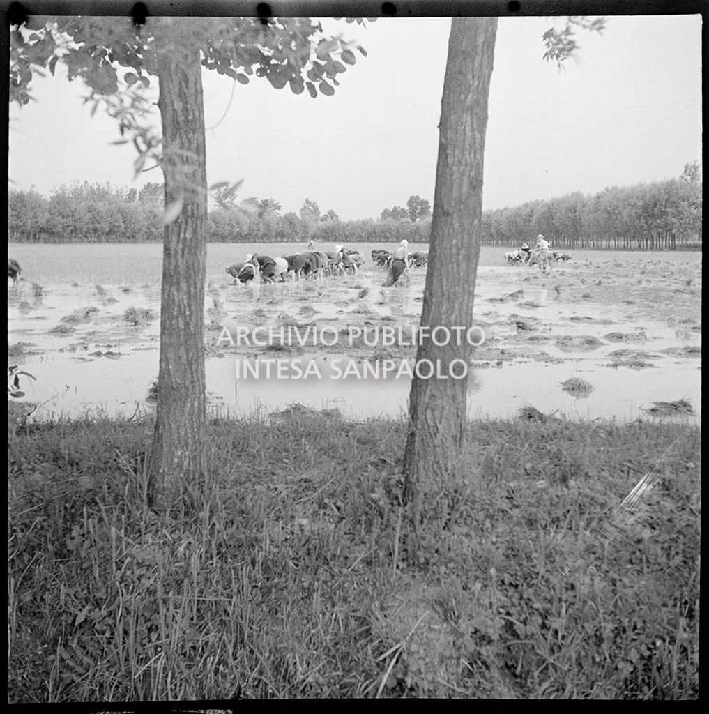 Mondine al lavoro in risaia<br>4541