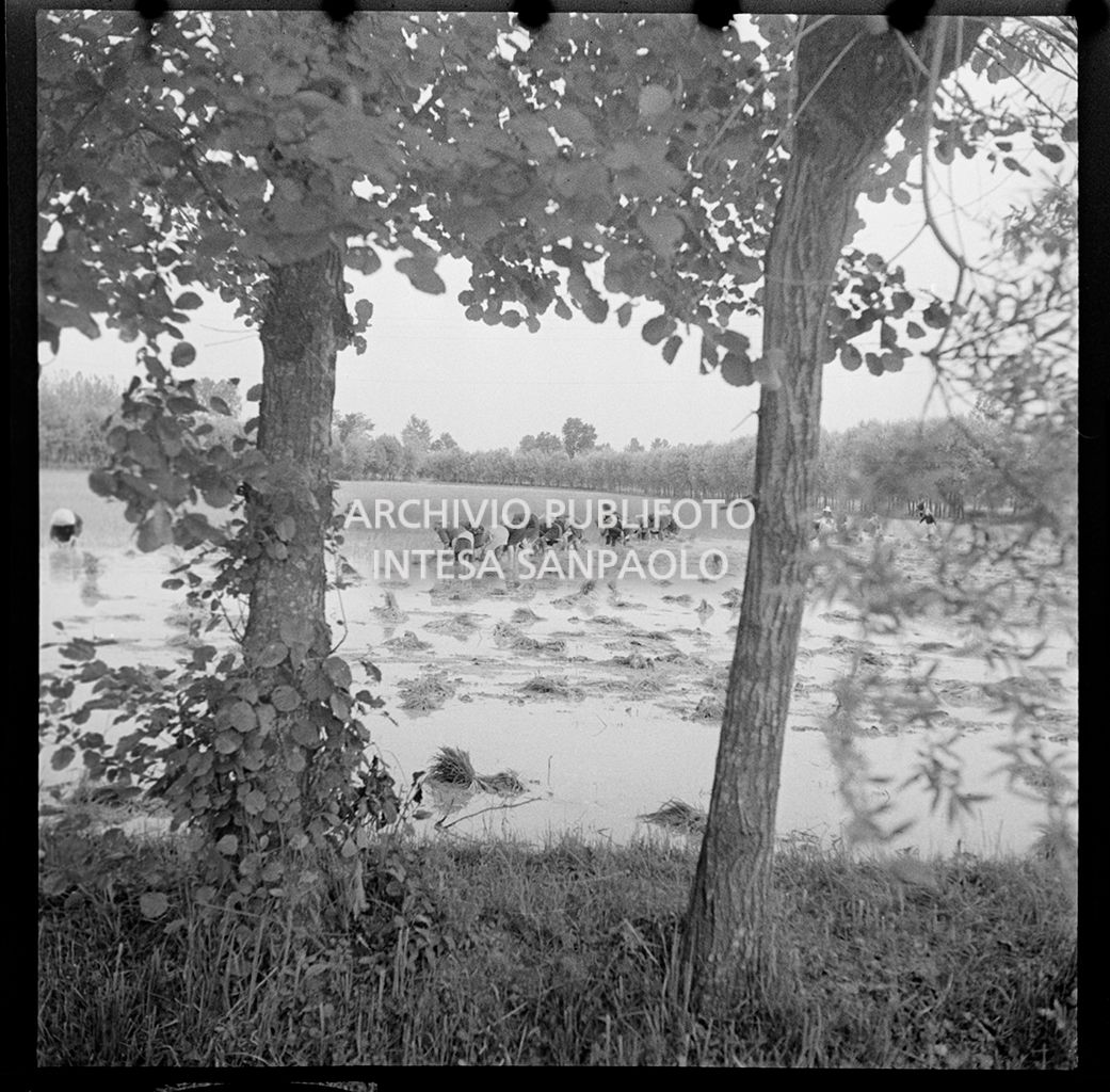 Mondine al lavoro in risaia<br>4542