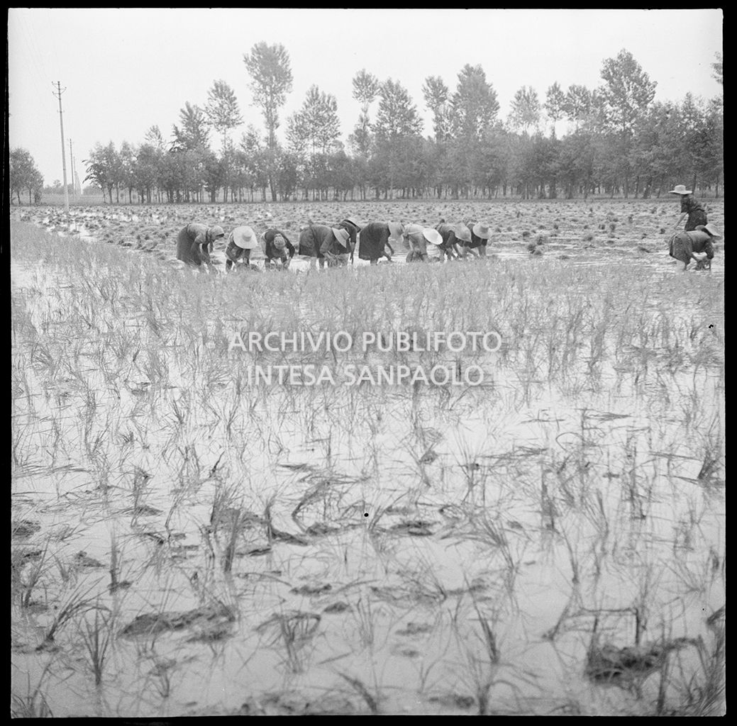 Mondine al lavoro in risaia<br>4544