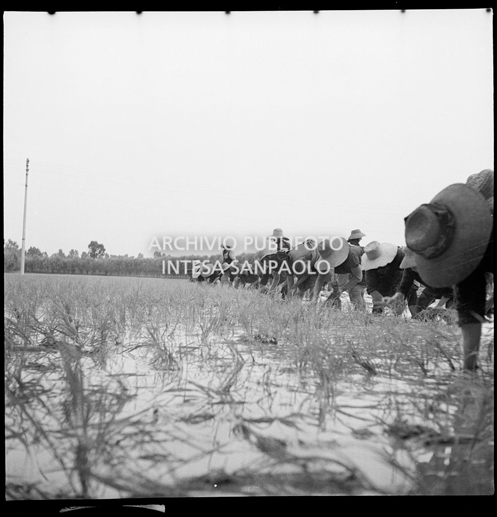 Mondine al lavoro in risaia<br>4546