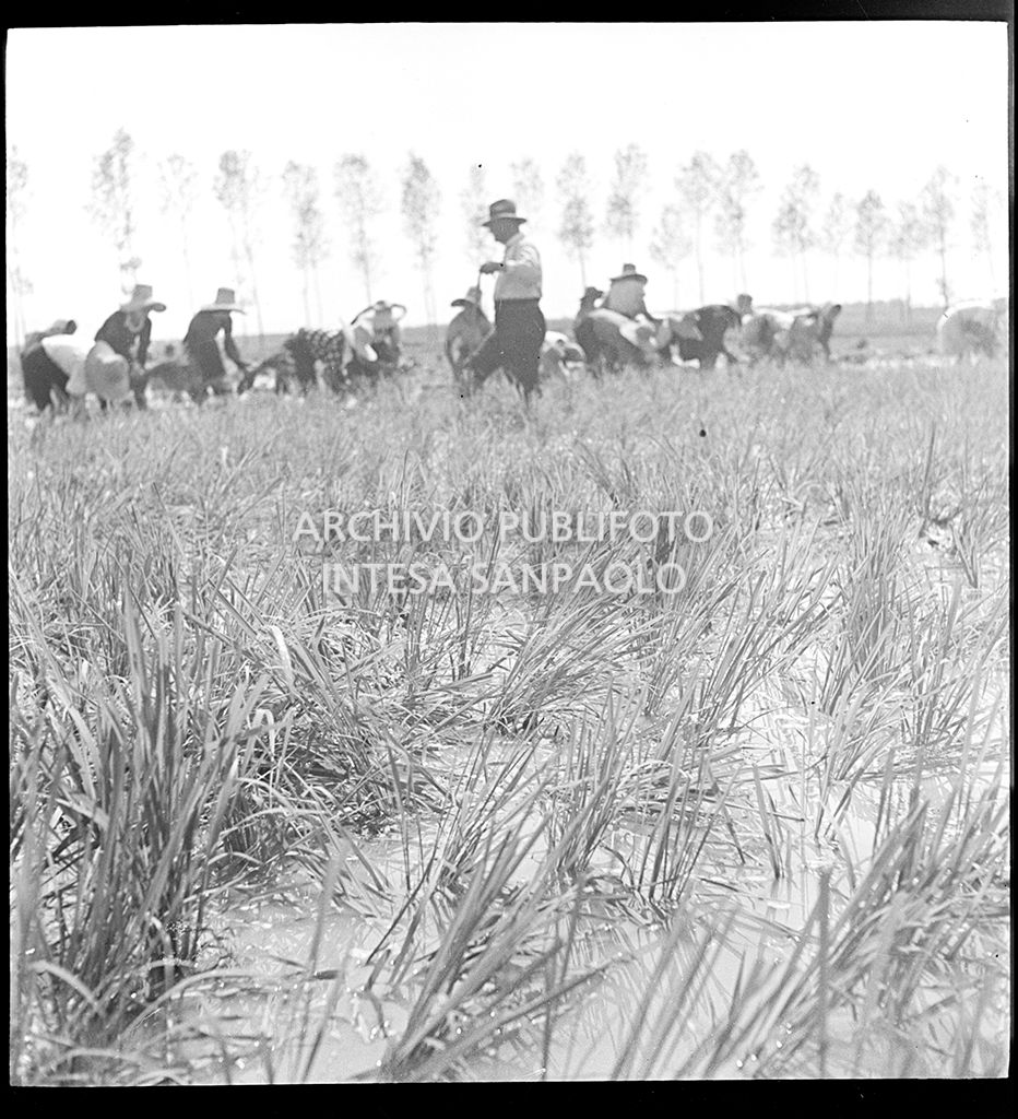 Mondine al lavoro in risaia sotto lo sguardo del fattore<br>4548