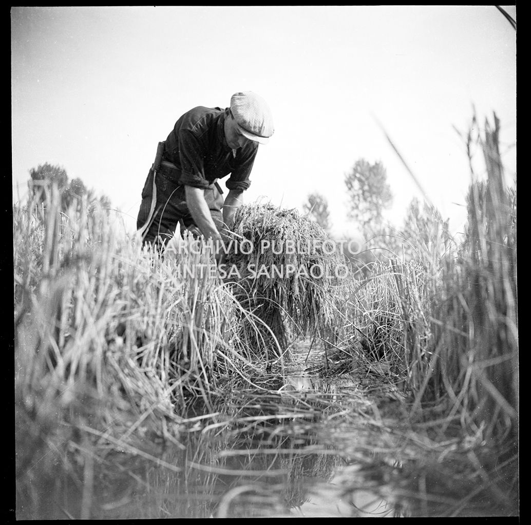 Lavoro in risaia<br>4549